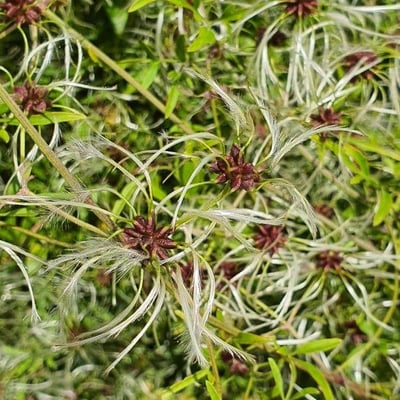 Clematis aristata — flower