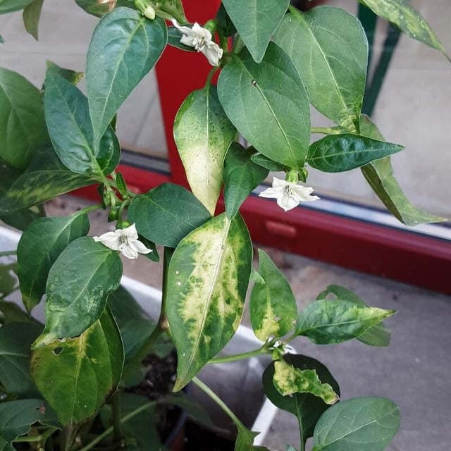 Capsicum baccatum — flower