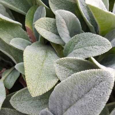 Salvia officinalis — flower