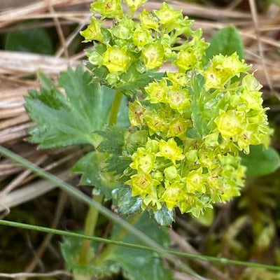 Alchemilla xanthochlora — flower