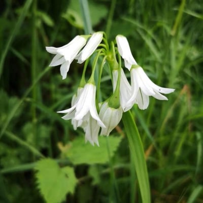 Allium triquetrum — flower