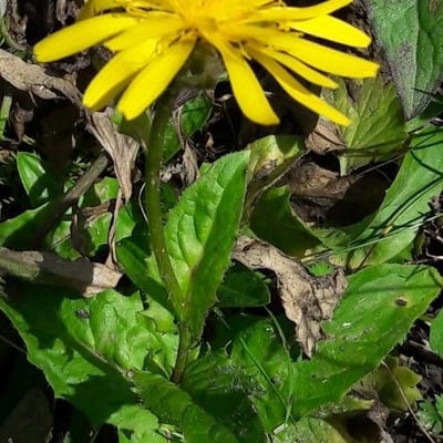 Crepis pyrenaica — flower