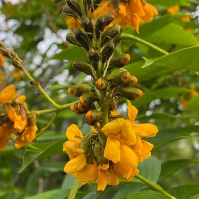 Pterocarpus santalinoides — flower
