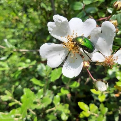Rosa sempervirens — flower