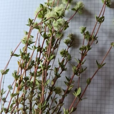 Thymus mastichina — flower