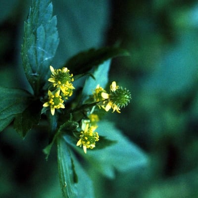 Ranunculus recurvatus — flower