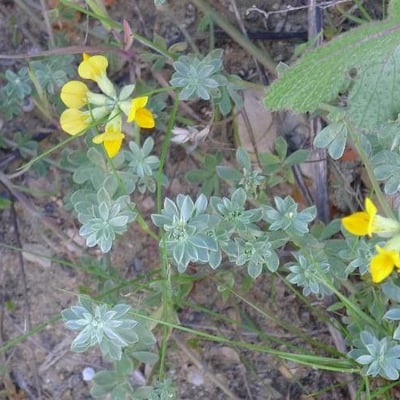 Lotus creticus — flower