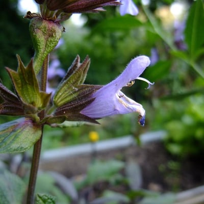 Salvia purpurea — flower
