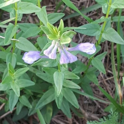 Scutellaria hastifolia — flower