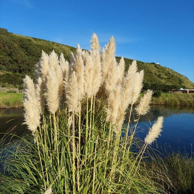 Cortaderia selloana — flower