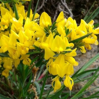 Genista tinctoria — flower