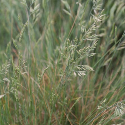 Festuca rupicola — flower