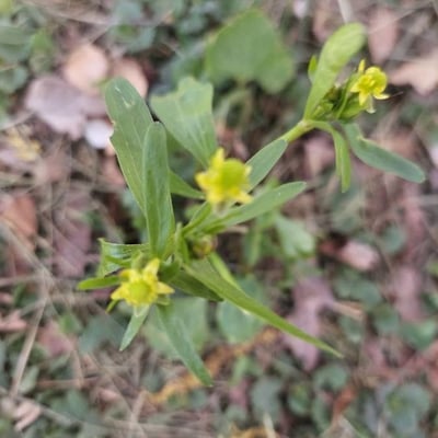 Ranunculus abortivus — flower