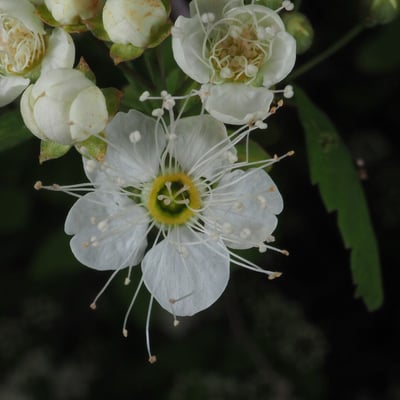 Spiraea chamaedryfolia — flower