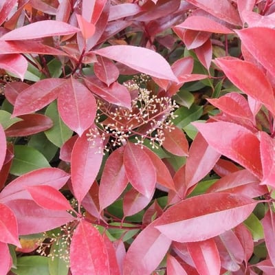 Photinia serratifolia — flower