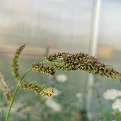 Echinochloa muricata — flower