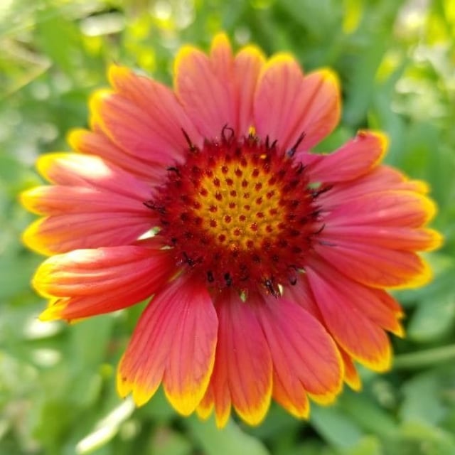 Gaillardia pulchella — flower