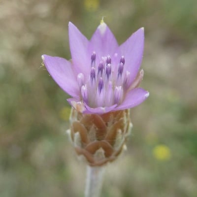 Xeranthemum cylindraceum — flower