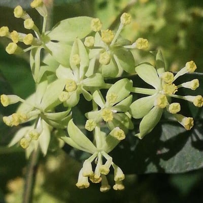 Bupleurum rotundifolium — flower
