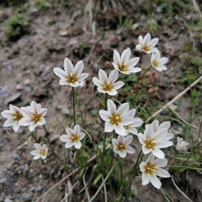 Gagea serotina — flower