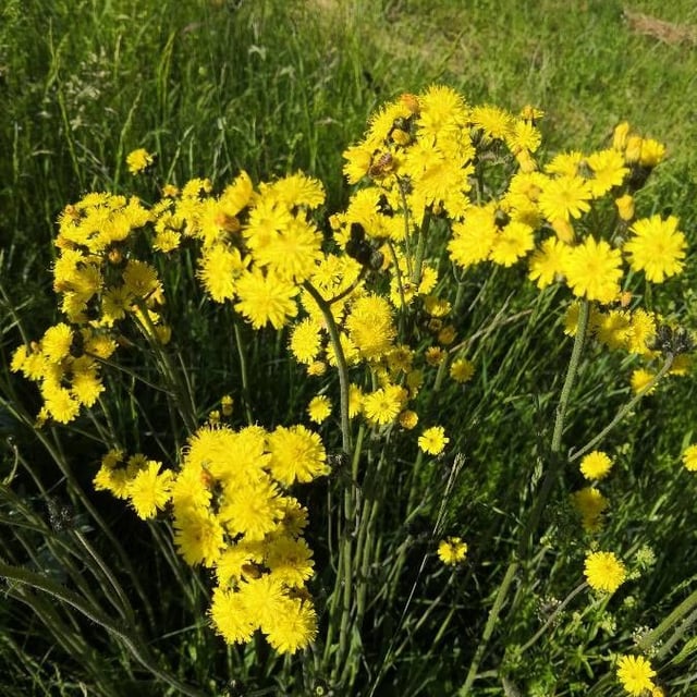 Pilosella cymosa — flower