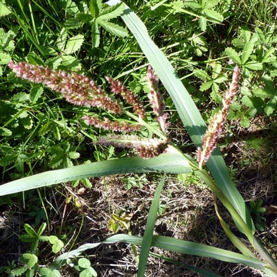 Echinochloa crus-galli — flower
