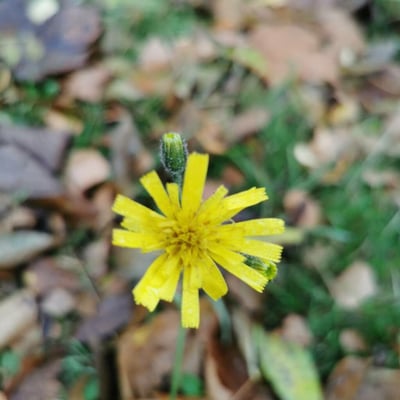 Hieracium glaucinum — flower