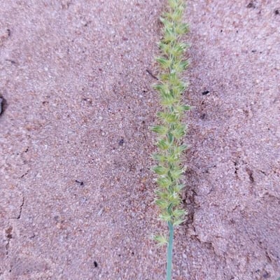 Cenchrus biflorus — flower