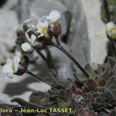 Draba dubia — flower