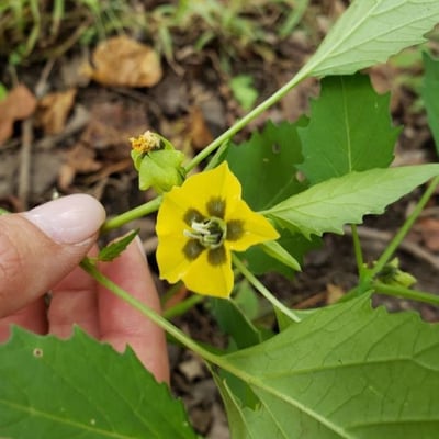 Physalis angulata — flower