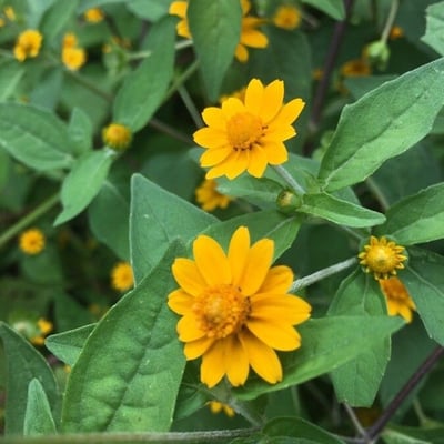 Melampodium divaricatum — flower