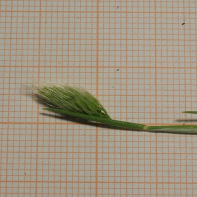 Cynosurus elegans — leaf