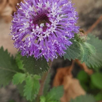 Centratherum punctatum — flower