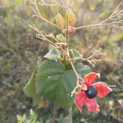 Clerodendrum infortunatum — flower
