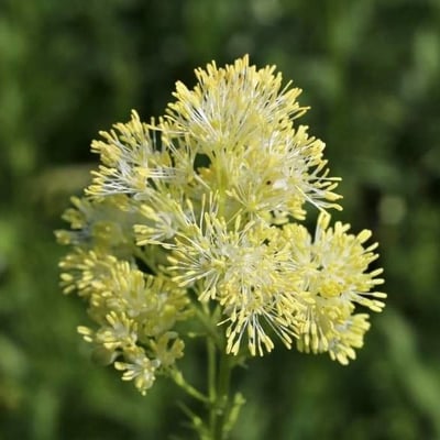 Thalictrum lucidum — flower