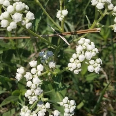 Parthenium integrifolium — flower