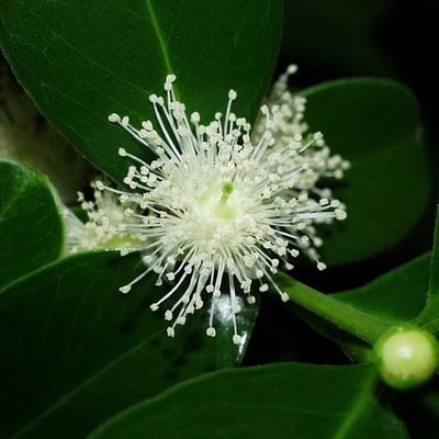 Psidium cattleianum — flower