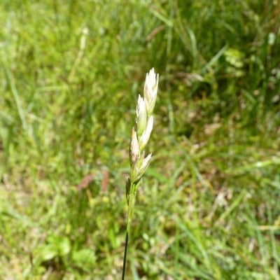 Danthonia decumbens — flower