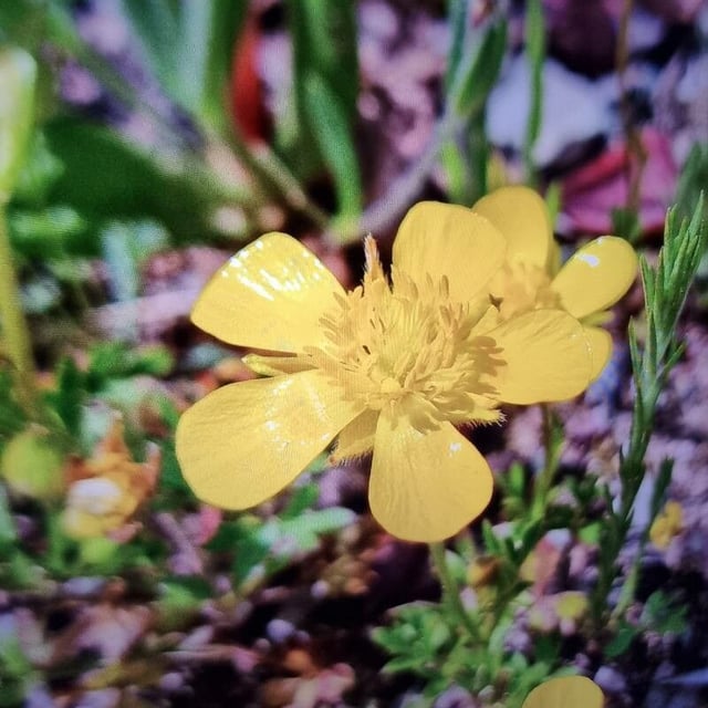 Ranunculus paludosus — flower