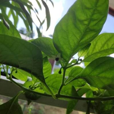 Capsicum chinense — flower