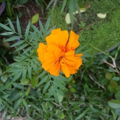 Tagetes erecta — flower