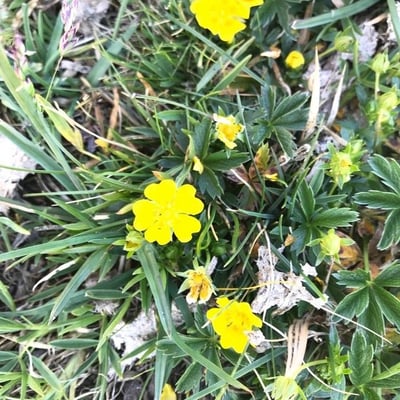 Potentilla aurea — flower