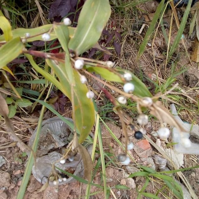 Coix lacryma-jobi — flower