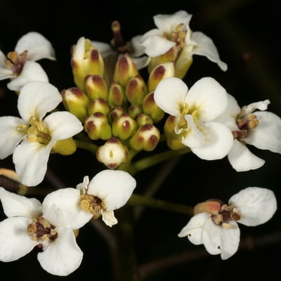 Nasturtium microphyllum — flower