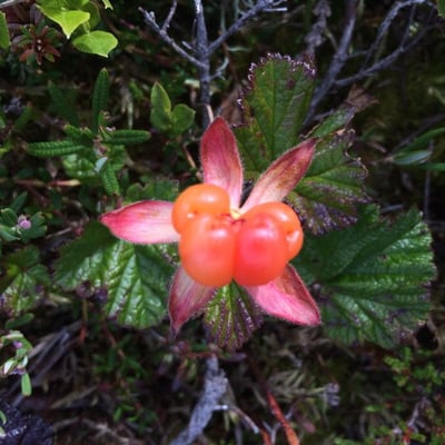 Rubus chamaemorus — flower