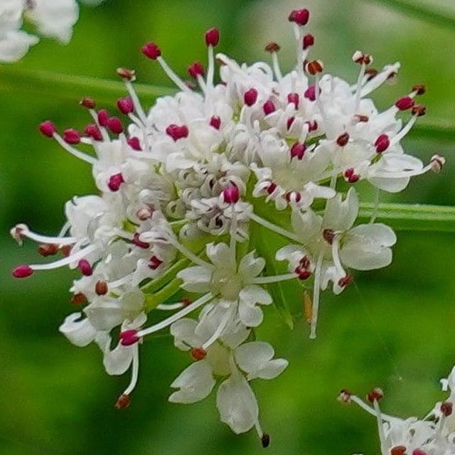 Oenanthe crocata — flower