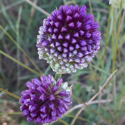 Allium sphaerocephalon — flower