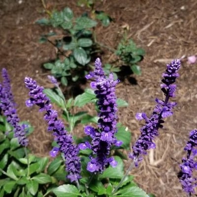 Salvia farinacea — flower