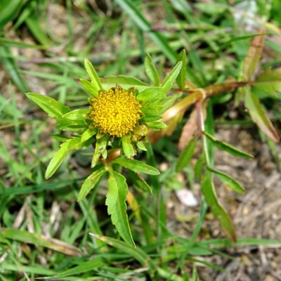 Bidens radiata — flower