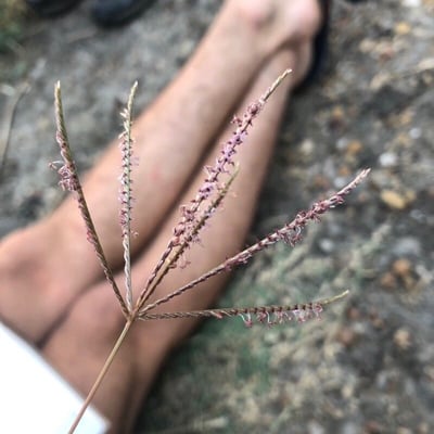 Cynodon dactylon — flower